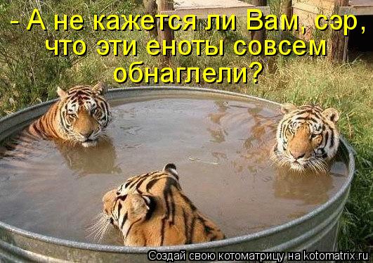 Котоматрица: - А не кажется ли Вам, сэр, что эти еноты совсем обнаглели?