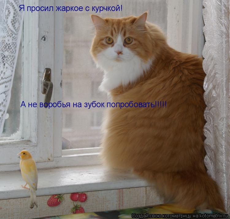 Я просил жаркое с курчкой! А не воробья на зубок попробовать!!!!!... Котоматрица: Я просил жаркое с курчкой! А не воробья на зубок попробовать!!!!!