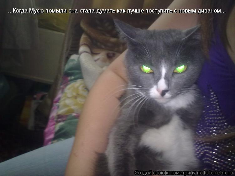 ...Когда Мусю помыли она стала думать как лучше поступить с новым диваном...... Котоматрица: ...Когда Мусю помыли она стала думать как лучше поступить с новым диваном...