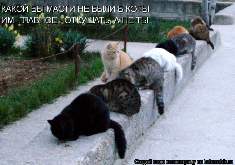 КАКОЙ БЫ МАСТИ НЕ БЫЛИ Б КОТЫ, ИМ, ГЛАВНОЕ - ОТКУШАТЬ, А НЕ ТЫ.... Котоматрица: КАКОЙ БЫ МАСТИ НЕ БЫЛИ Б КОТЫ, ИМ, ГЛАВНОЕ - ОТКУШАТЬ, А НЕ ТЫ.