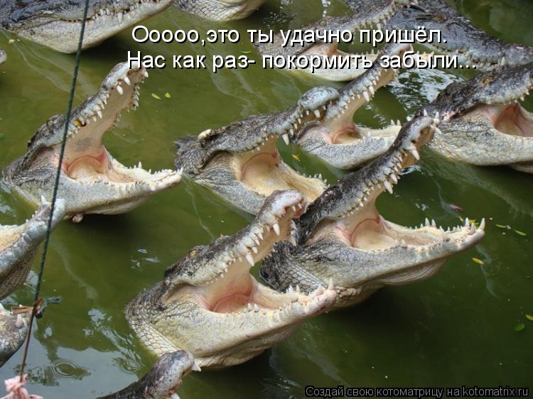 Ооооо,это ты удачно пришёл. Нас как раз- покормить забыли...... Котоматрица: Ооооо,это ты удачно пришёл. Нас как раз- покормить забыли...