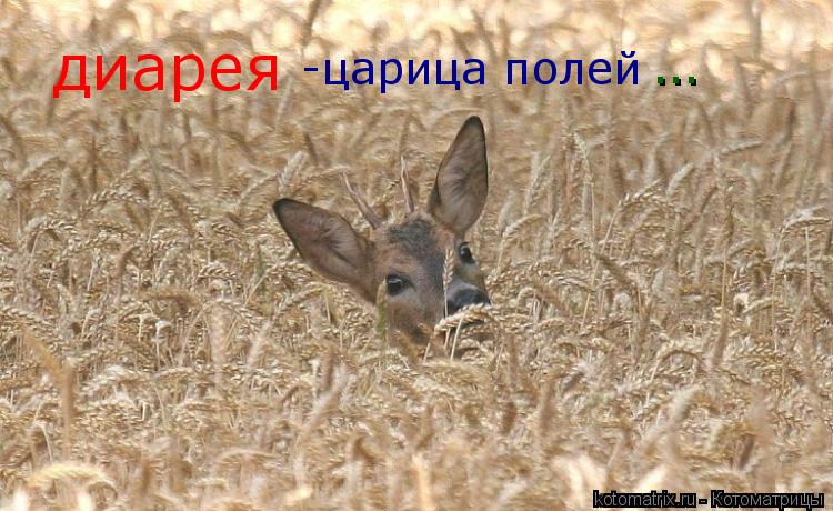 диарея -царица полей ...... Котоматрица: диарея -царица полей ...