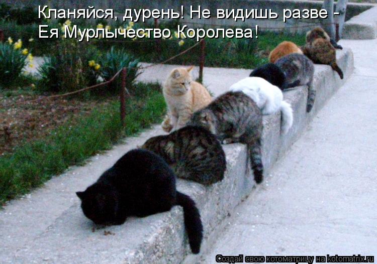 Кланяйся, дурень! Не видишь разве - Ея Мурлычество Королева!... Котоматрица: Кланяйся, дурень! Не видишь разве - Ея Мурлычество Королева!