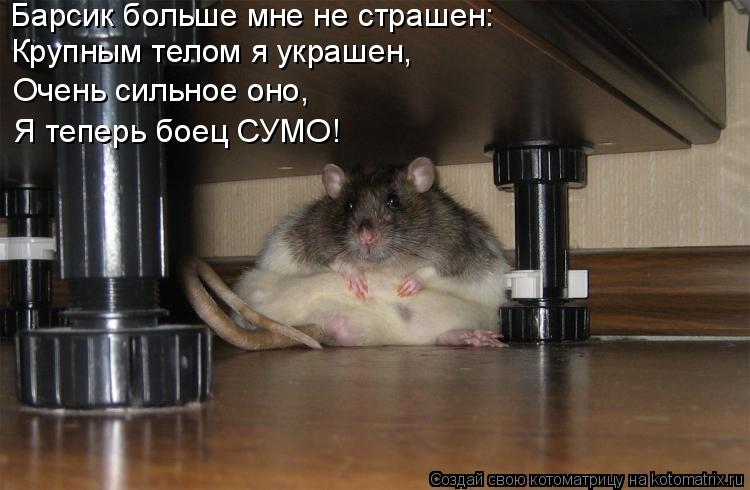 Барсик больше мне не страшен: Крупным телом я украшен, Очень сильное оно, Я теперь боец СУМО!... Котоматрица: Барсик больше мне не страшен: Крупным телом я украшен, Очень сильное оно, Я теперь боец СУМО!