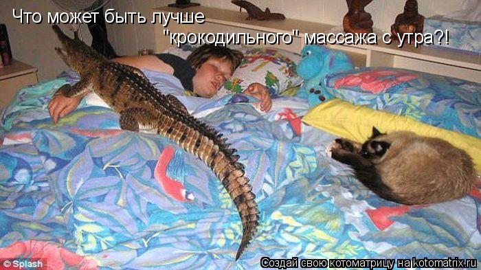 Что может быть лучше "крокодильного" массажа с утра?!... Котоматрица: Что может быть лучше "крокодильного" массажа с утра?!