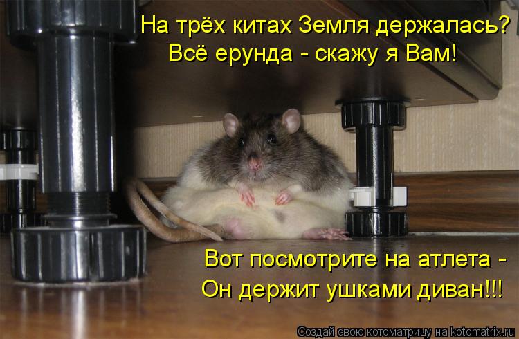 На трёх китах Земля держалась? Всё ерунда - скажу я Вам! Вот посмотрите на атлета - Он держит ушками... Котоматрица: На трёх китах Земля держалась? Всё ерунда - скажу я Вам! Вот посмотрите на атлета - Он держит ушками диван!!!