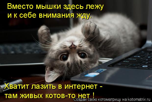 Котоматрица: Вместо мышки здесь лежу и к себе внимания жду. Хватит лазить в интернет -  там живых котов-то нет !