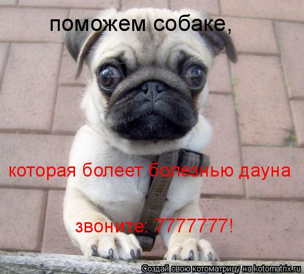 поможем собаке, которая болеет болезнью дауна звоните: 7777777!... Котоматрица: поможем собаке, которая болеет болезнью дауна звоните: 7777777!