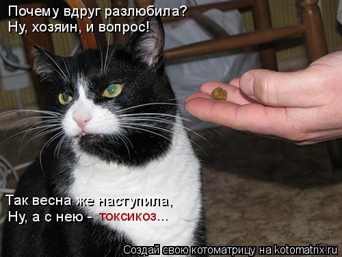 Почему вдруг разлюбила? Ну, хозяин, и вопрос! Так весна же наступила, Ну, а с нею - токсикоз...... Котоматрица: Почему вдруг разлюбила? Ну, хозяин, и вопрос! Так весна же наступила, Ну, а с нею - токсикоз...
