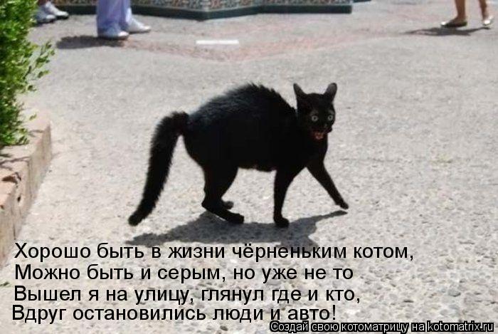Хорошо быть в жизни чёрненьким котом, Можно быть и серым, но уже не то Вышел я на улицу, глянул где и... Котоматрица: Хорошо быть в жизни чёрненьким котом, Можно быть и серым, но уже не то Вышел я на улицу, глянул где и кто, Вдруг остановились люди и авто!