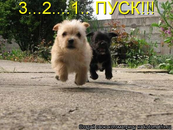 3...2....1.. ПУСК!!!... Котоматрица: 3...2....1.. ПУСК!!!