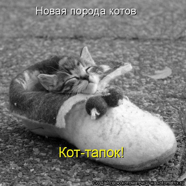 Новая порода котов Кот-тапок!... Котоматрица: Новая порода котов Кот-тапок!