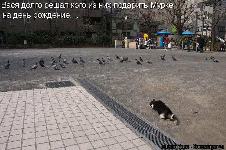 Вася долго решал кого из них подарить Мурке на день рождение....... Котоматрица: Вася долго решал кого из них подарить Мурке на день рождение....