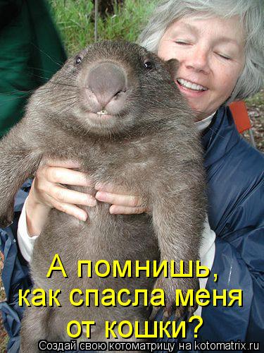 А помнишь, как спасла меня от кошки?... Котоматрица: А помнишь, как спасла меня от кошки?