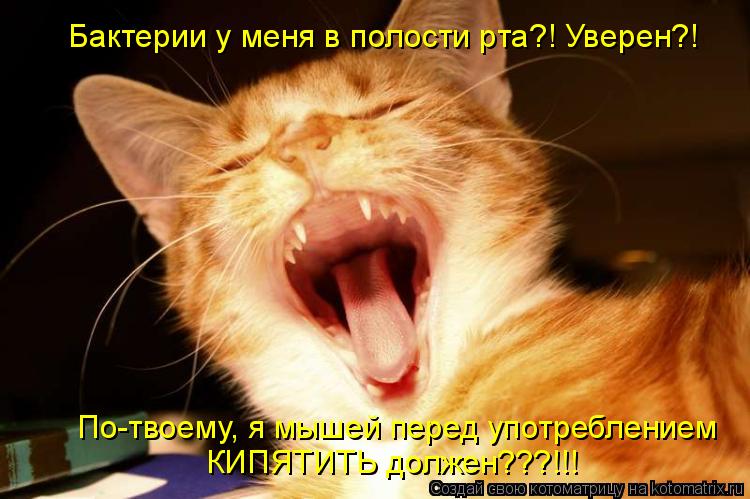 Бактерии у меня в полости рта?! Уверен?! По-твоему, я мышей перед употреблением КИПЯТИТЬ должен???!!!... Котоматрица: Бактерии у меня в полости рта?! Уверен?! По-твоему, я мышей перед употреблением КИПЯТИТЬ должен???!!!