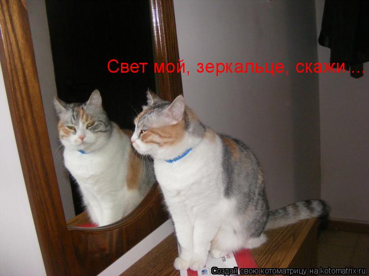 Свет мой, зеркальце, скажи....... Котоматрица: Свет мой, зеркальце, скажи....