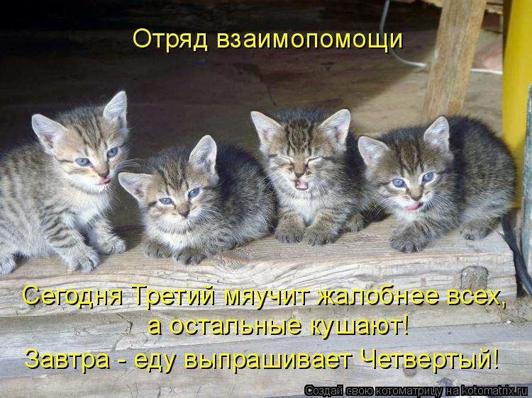 Отряд взаимопомощи а остальные кушают! Завтра - еду выпрашивает Четвертый! Сегодня Третий мяучит жало... Котоматрица: Отряд взаимопомощи а остальные кушают! Завтра - еду выпрашивает Четвертый! Сегодня Третий мяучит жалобнее всех,