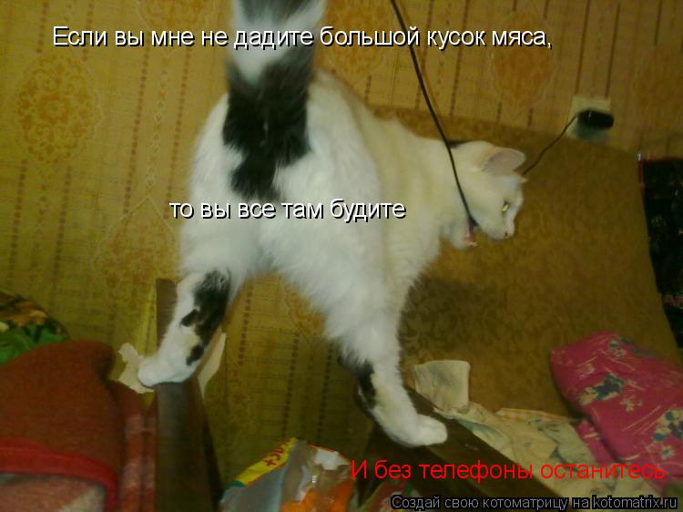 Если вы мне не дадите большой кусок мяса, то вы все там будите И без телефоны останитесь... Котоматрица: Если вы мне не дадите большой кусок мяса, то вы все там будите И без телефоны останитесь