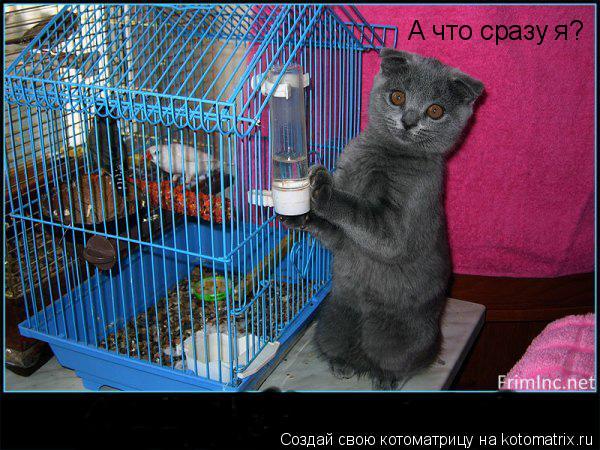 А что сразу я?... Котоматрица: А что сразу я?