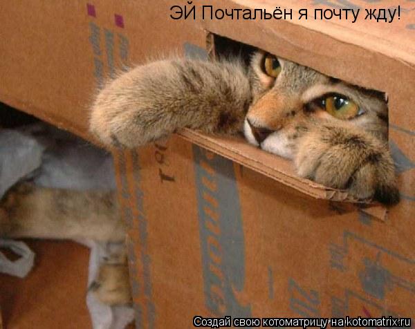 ЭЙ Почтальён я почту жду!... Котоматрица: ЭЙ Почтальён я почту жду!