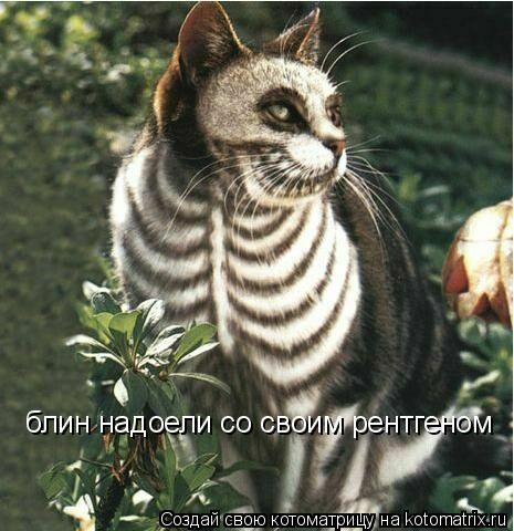 блин надоели со своим рентгеном... Котоматрица: блин надоели со своим рентгеном
