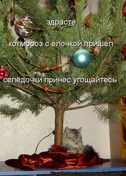 здрасте котмороз с ёлочкой пришёл селёдочки принёс угощайтесь... Котоматрица: здрасте котмороз с ёлочкой пришёл селёдочки принёс угощайтесь