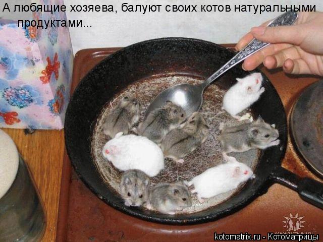 А любящие хозяева, балуют своих котов натуральными продуктами...... Котоматрица: А любящие хозяева, балуют своих котов натуральными продуктами...