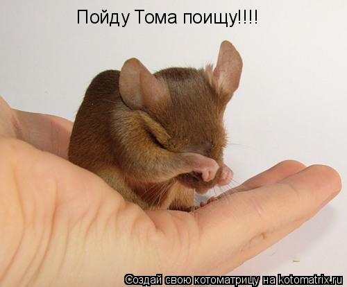 Пойду Тома поищу!!!!... Котоматрица: Пойду Тома поищу!!!!