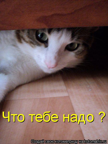 Что тебе надо ?... Котоматрица: Что тебе надо ?