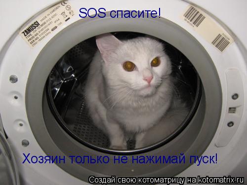 Хозяин только не нажимай пуск! SOS спасите!... Котоматрица: Хозяин только не нажимай пуск! SOS спасите!