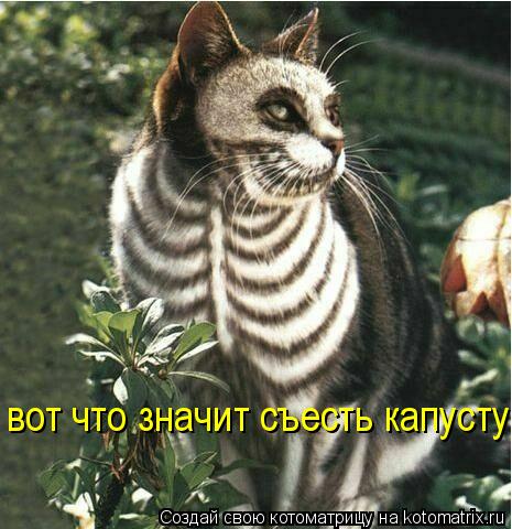 вот что значит съесть капусту!!!... Котоматрица: вот что значит съесть капусту!!!