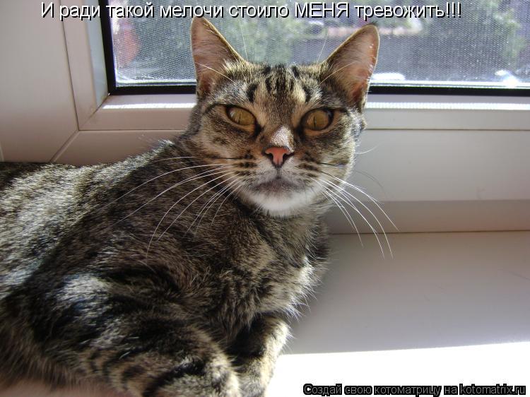 И ради такой мелочи стоило МЕНЯ тревожить!!!... Котоматрица: И ради такой мелочи стоило МЕНЯ тревожить!!!