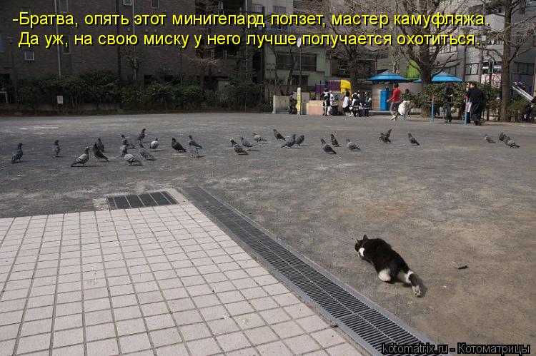 -Братва, опять этот минигепард ползет, мастер камуфляжа. Да уж, на свою миску у него лучше получается... Котоматрица: -Братва, опять этот минигепард ползет, мастер камуфляжа. Да уж, на свою миску у него лучше получается охотиться.