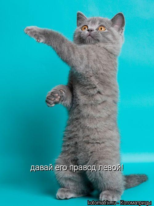 давай его правод левой!... Котоматрица: давай его правод левой!