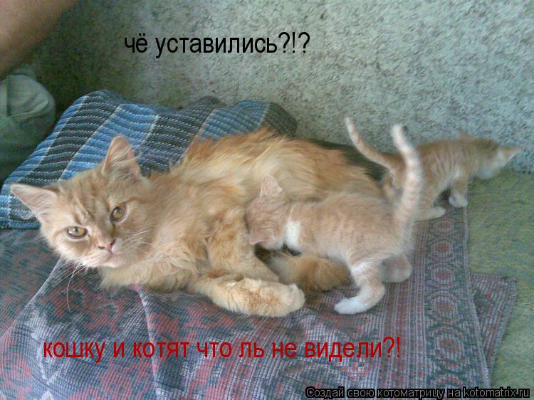 чё уставились?!? кошку и котят что ль не видели?!... Котоматрица: чё уставились?!? кошку и котят что ль не видели?!