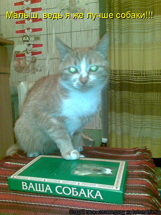 Малыш, ведь я же лучше собаки!!!... Котоматрица: Малыш, ведь я же лучше собаки!!!