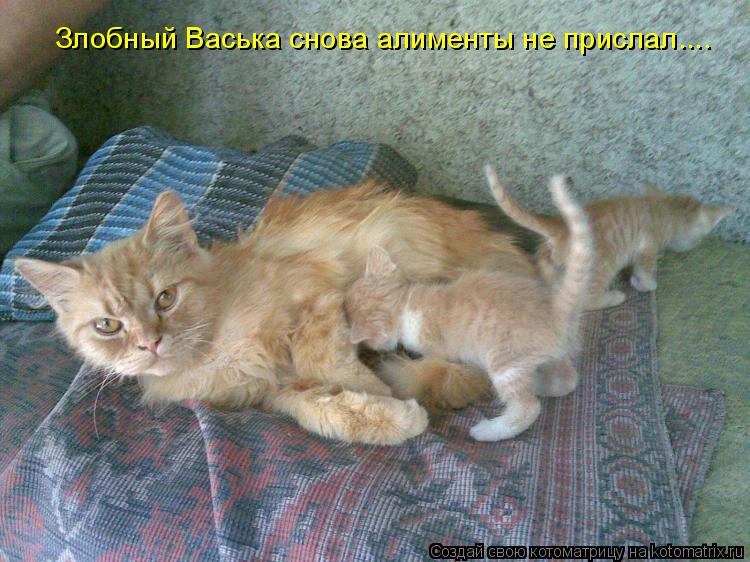 Котоматрица: Злобный Васька снова алименты не прислал....