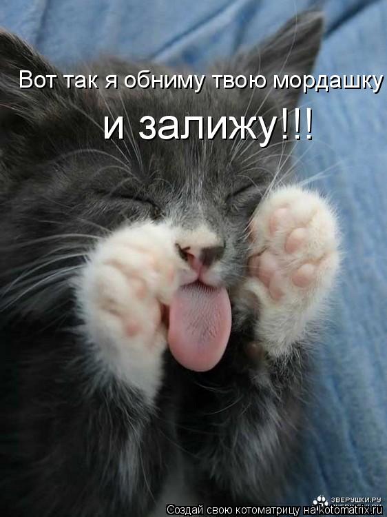 Котоматрица: Вот так я обниму твою мордашку  и залижу!!!