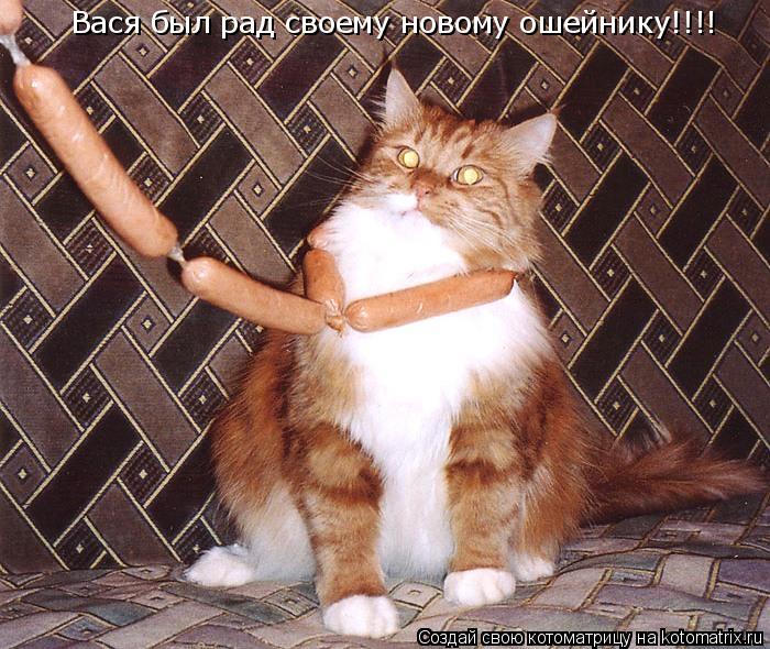 Котоматрица: Вася был рад своему новому ошейнику!!!!