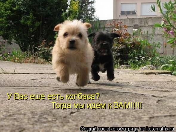 У Вас ещё есть колбаса? Тогда мы идём к ВАМ!!!!!... Котоматрица: У Вас ещё есть колбаса? Тогда мы идём к ВАМ!!!!!