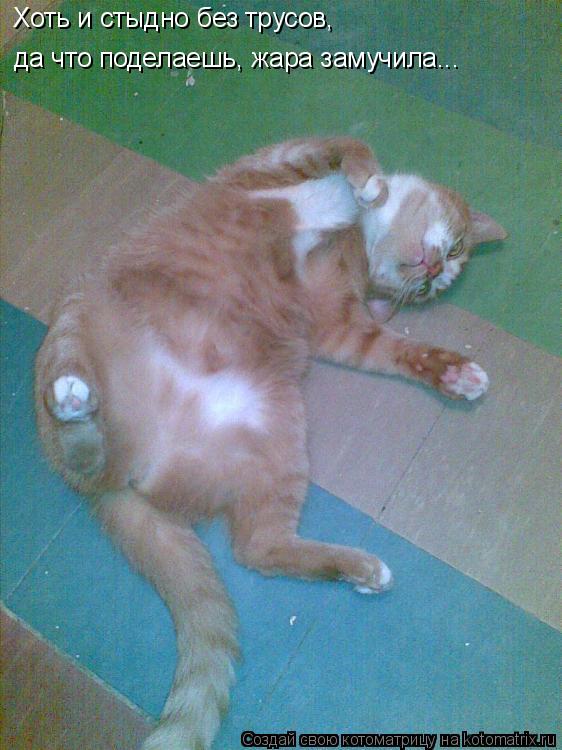 Котоматрица: Хоть и стыдно без трусов, да что поделаешь, жара замучила...