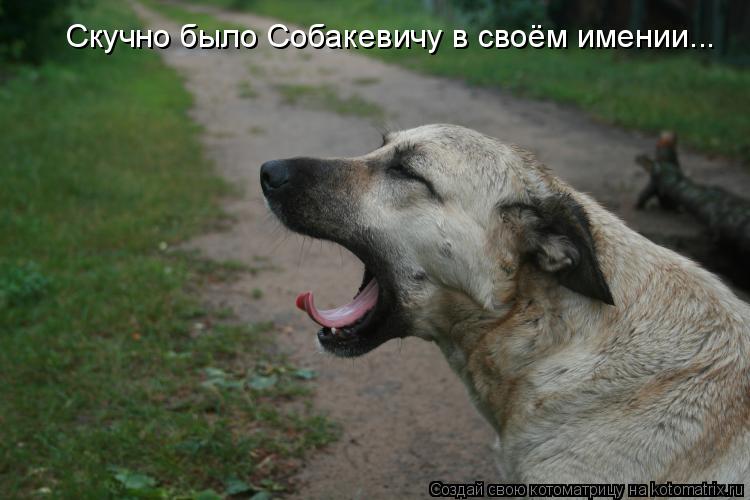 Котоматрица: Скучно было Собакевичу в своём имении...