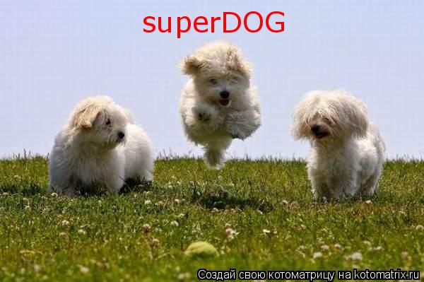 Котоматрица: superDOG