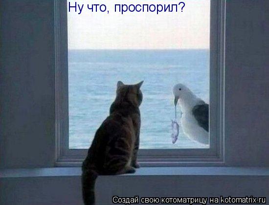 Котоматрица: Ну что, проспорил?