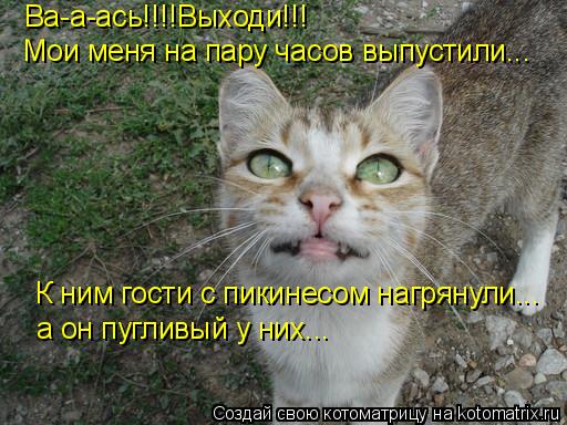 Котоматрица: Ва-а-ась!!!!Выходи!!! Мои меня на пару часов выпустили... К ним гости с пикинесом нагрянули... а он пугливый у них...