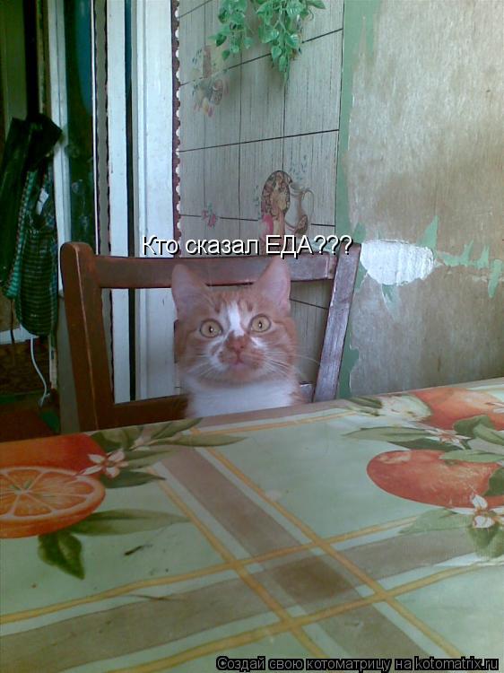 Котоматрица: Кто сказал ЕДА???