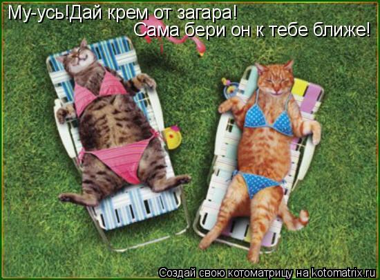 Котоматрица: Му-усь!Дай крем от загара! Сама бери он к тебе ближе!