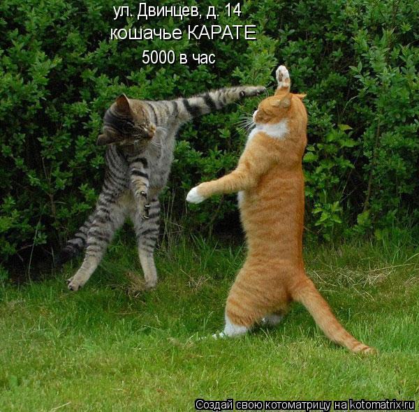 кошачье КАРАТЕ 5000 в час ул. Двинцев, д. 14... Котоматрица: кошачье КАРАТЕ 5000 в час ул. Двинцев, д. 14