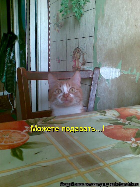 Можете подавать...!... Котоматрица: Можете подавать...!