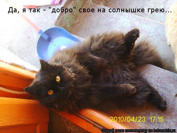 Да, я так - "добро" свое на солнышке грею...... Котоматрица: Да, я так - "добро" свое на солнышке грею...